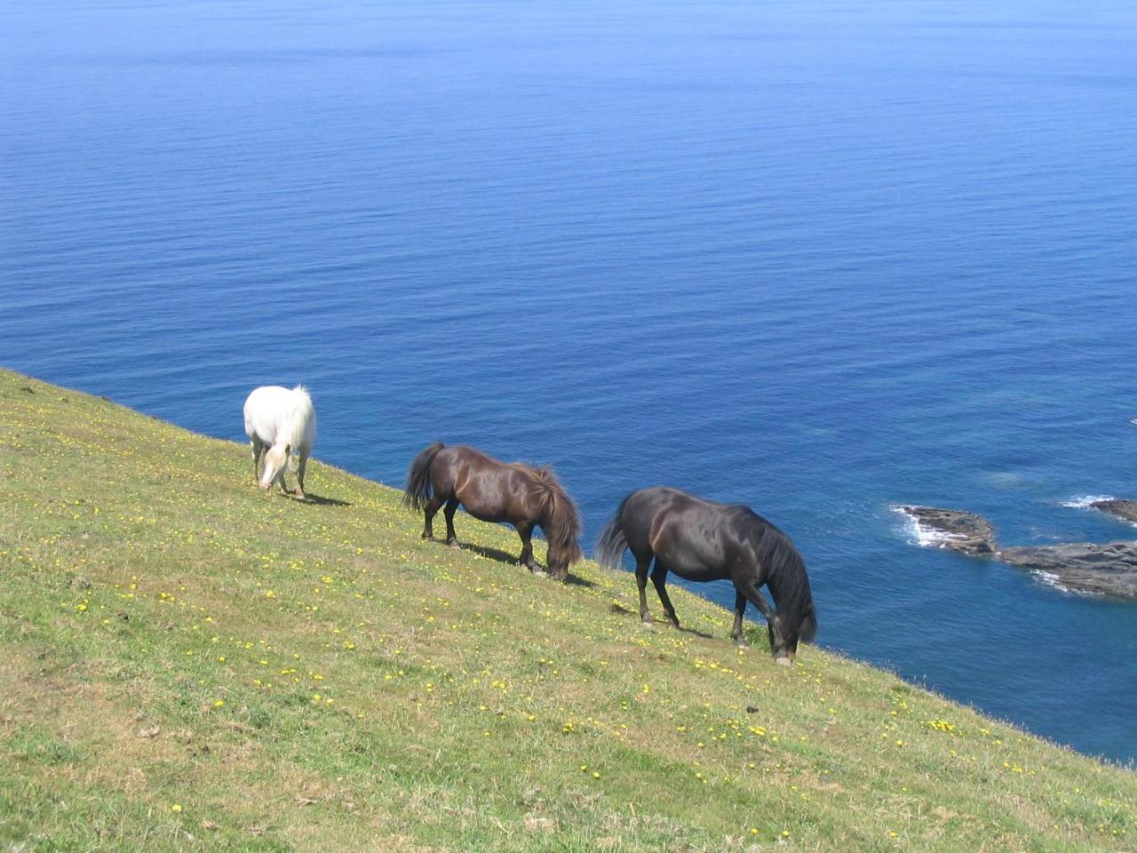 Lower Tresmorn Farmhouse Crackington Haven 외부 사진