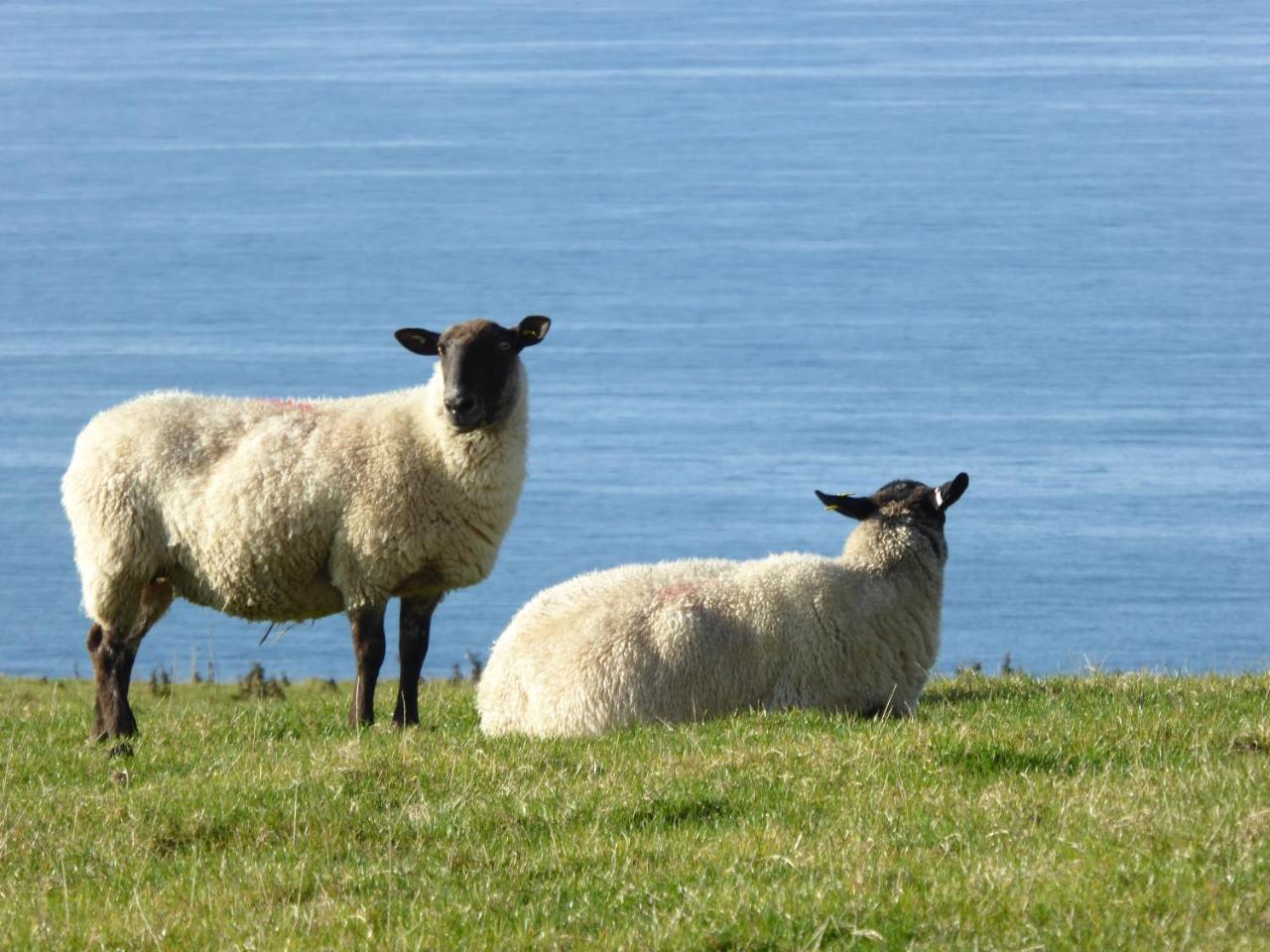 Lower Tresmorn Farmhouse Crackington Haven 외부 사진